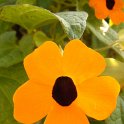 Thunbergia alata 'Aurantiaca'